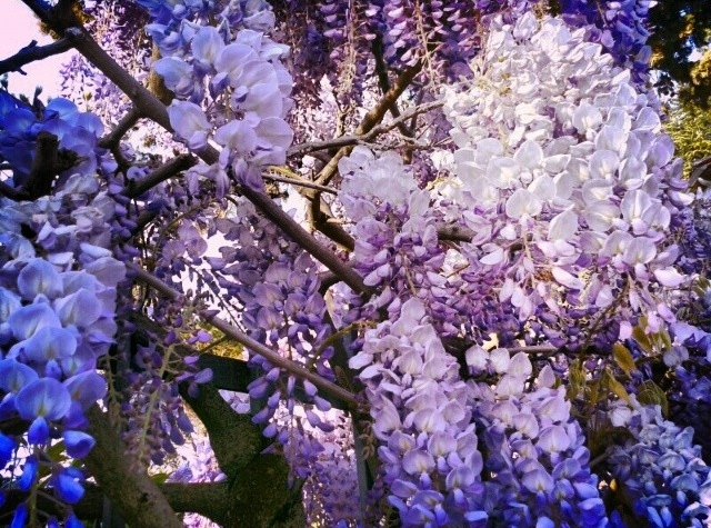 glicine_wisteria