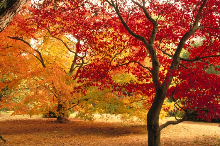 Autumn_Westonbirt_ Arboretum
