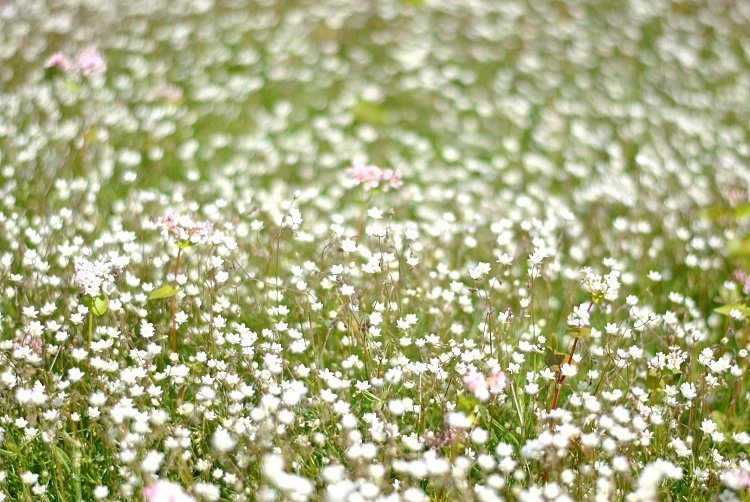 flowering_white_06