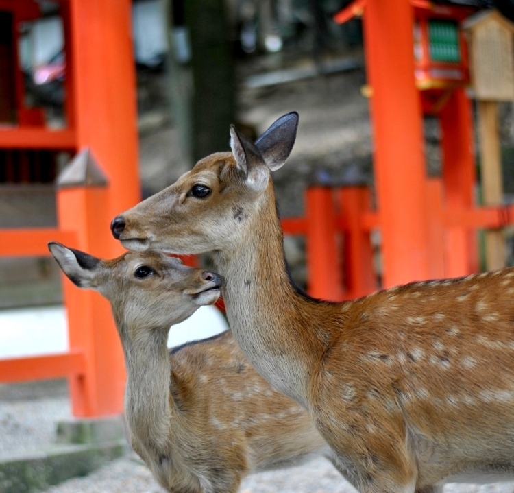 Nara_02